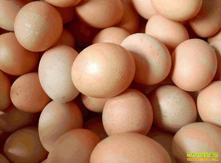 肇東雞蛋價格最新動態(tài)，跟隨自然腳步，重拾內(nèi)心寧靜與平和的探索之旅