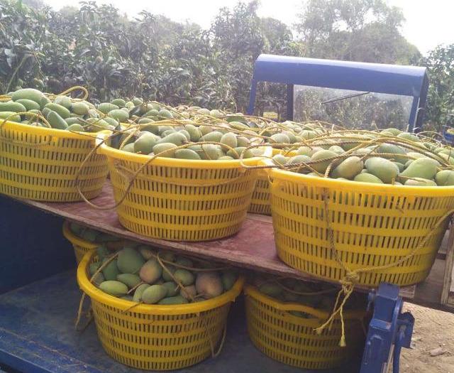 最新芒果品種揭秘，熱帶風(fēng)味的獨特魅力探索