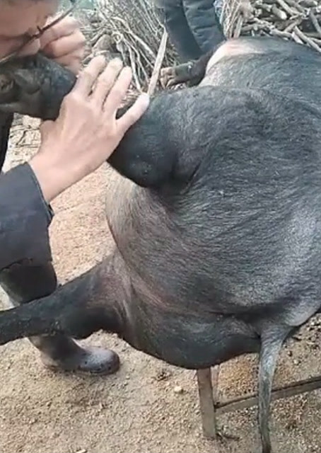 豬圈中的歡樂(lè)時(shí)刻，最新吹豬視頻集錦