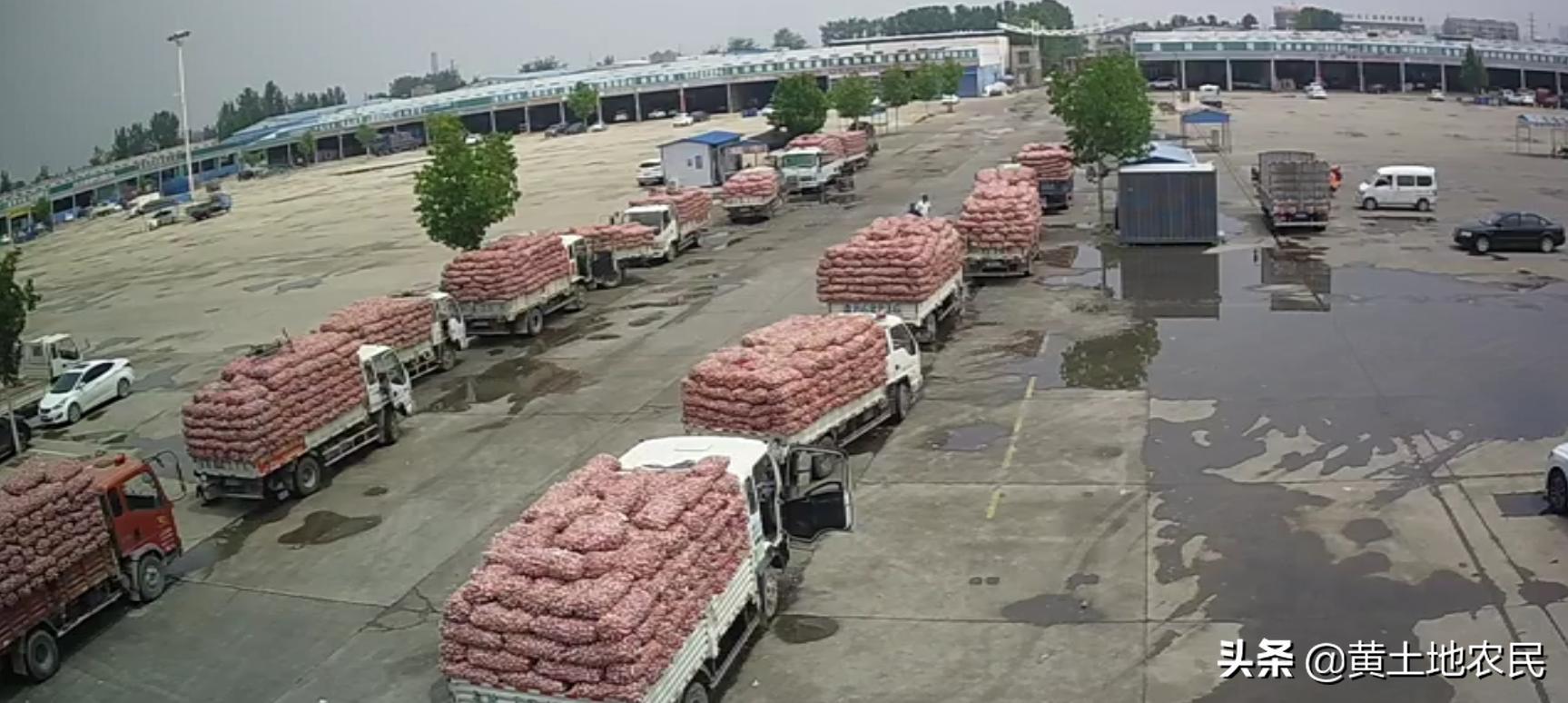 國際大蒜價格實時更新，最新行情概覽