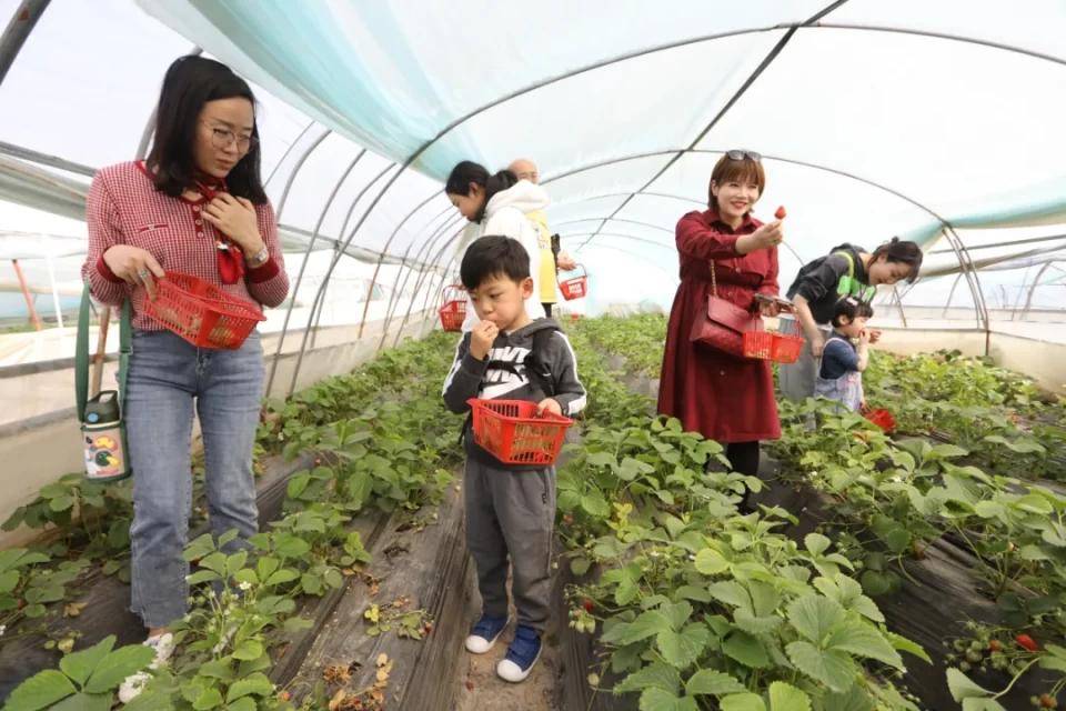 灃西新城馬王發(fā)展雙刃劍效應，最新消息與影響分析