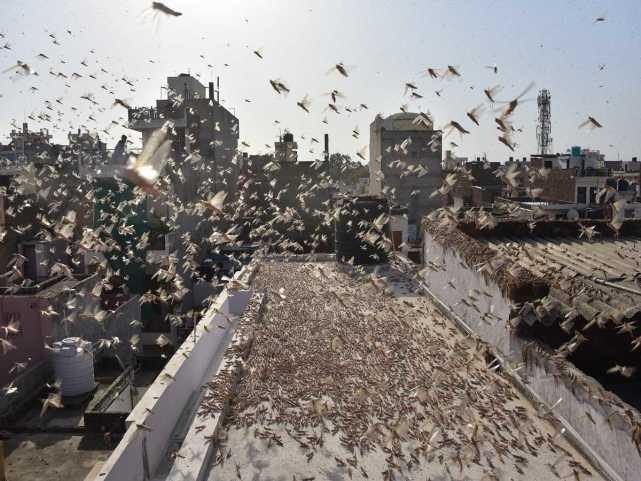 蝗蟲最新動態(tài)，蟲群變化學習之旅，自信與成就感的伴隨成長