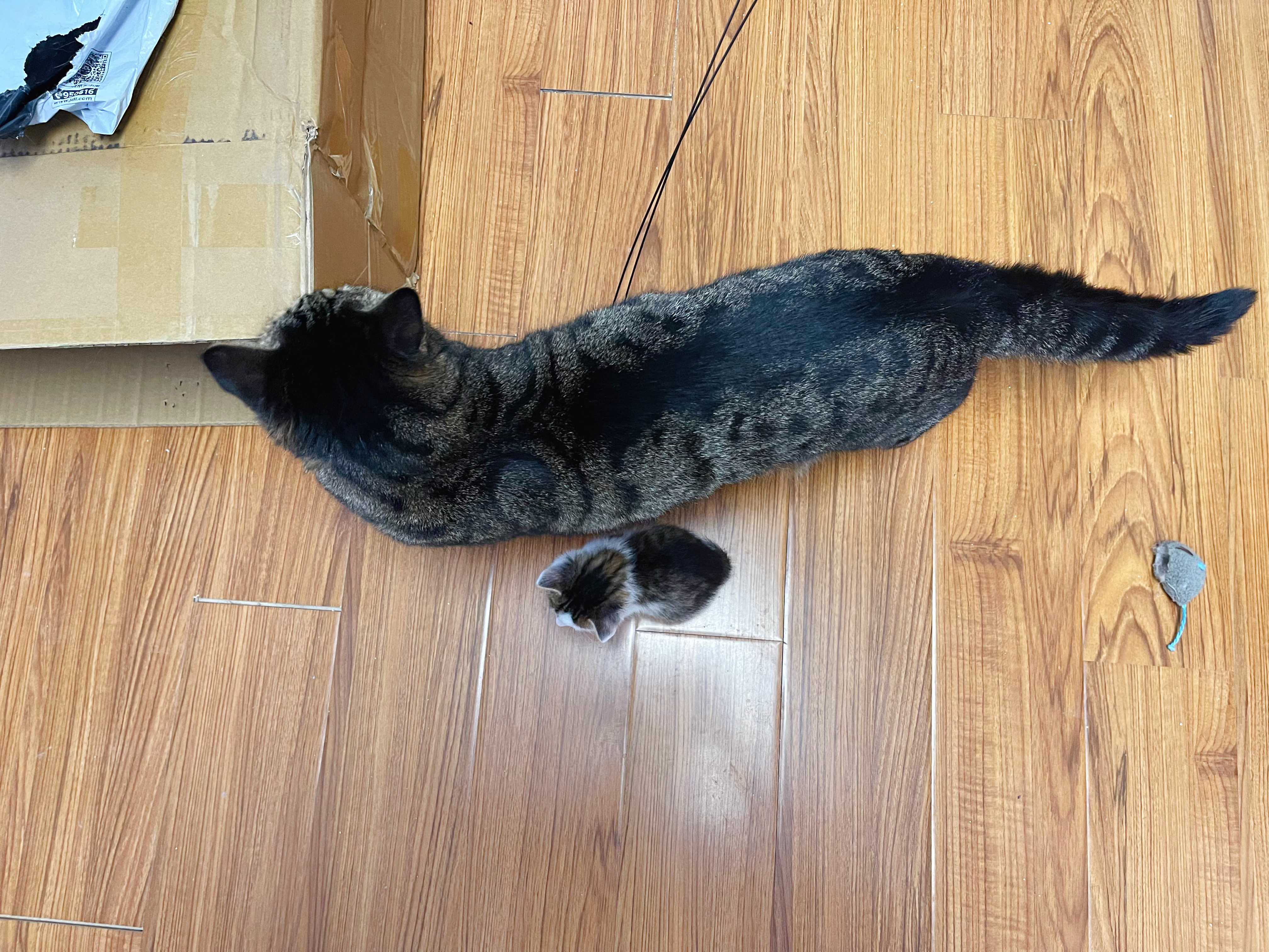 我找大貓，最新探索與影響的魅力