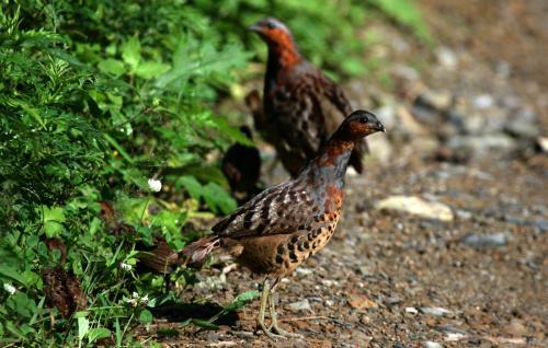 最新竹雞套，傳統(tǒng)與創(chuàng)新的完美融合