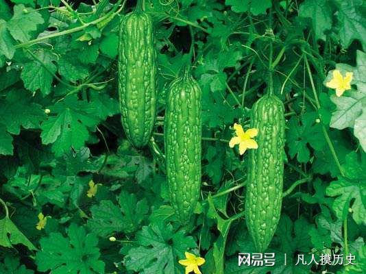 苦瓜最新網(wǎng)站，探索自然美景，尋找內(nèi)心寧靜的輕松之旅