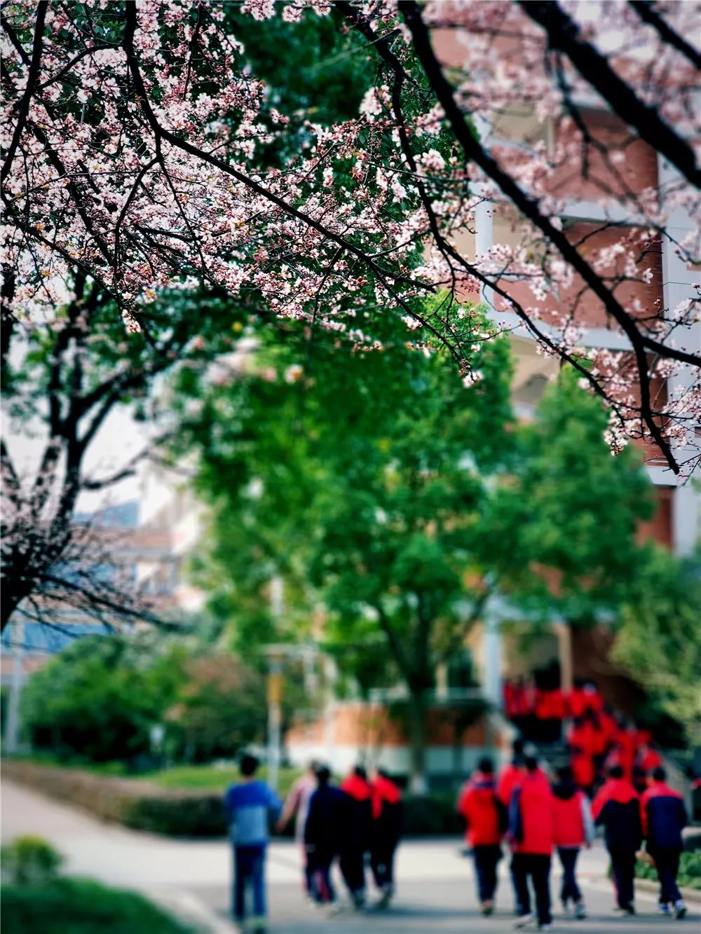 校園風(fēng)采新照，展現(xiàn)青春風(fēng)采的照片集錦