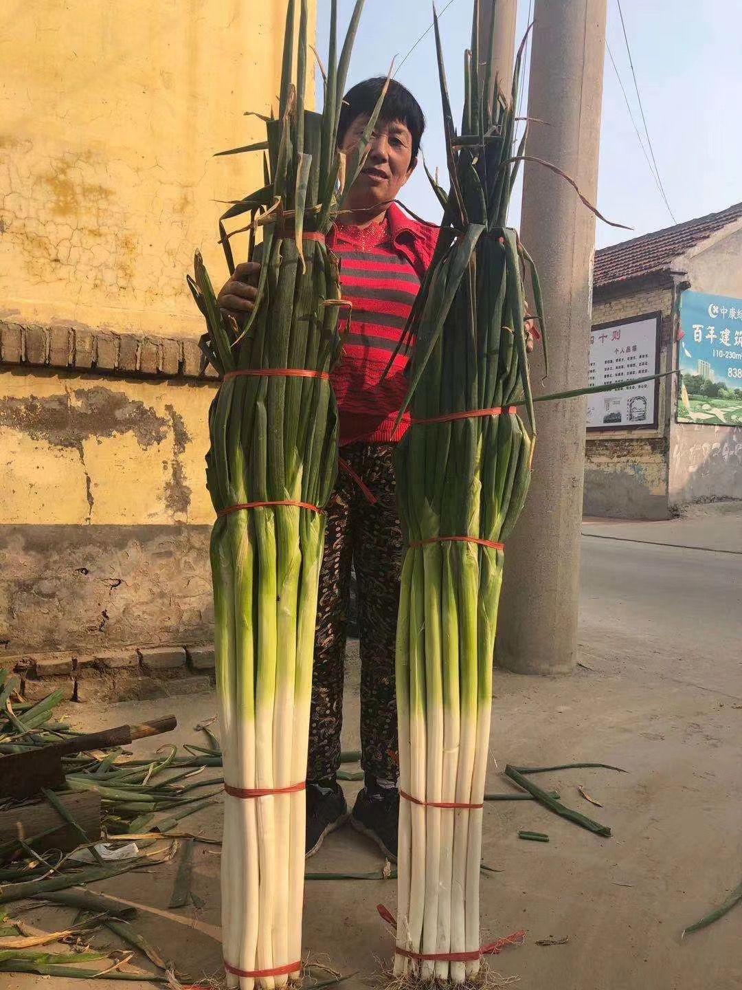 保定大蔥近期價(jià)格走勢(shì)，機(jī)遇與挑戰(zhàn)中的勵(lì)志力量