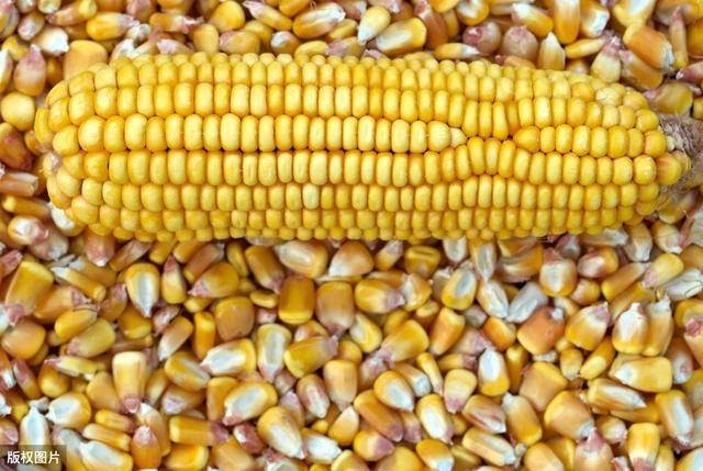 秋日玉米情緣，溫情故事與行情回顧