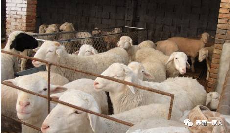 內(nèi)蒙古活羊價格指南，如何了解與評估羊只價值