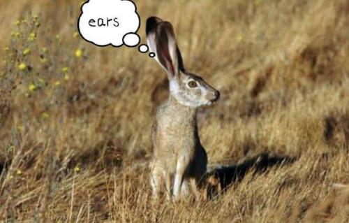 最新夜間捕獵兔子視頻，揭秘夜間捕兔三大要點(diǎn)深度解析