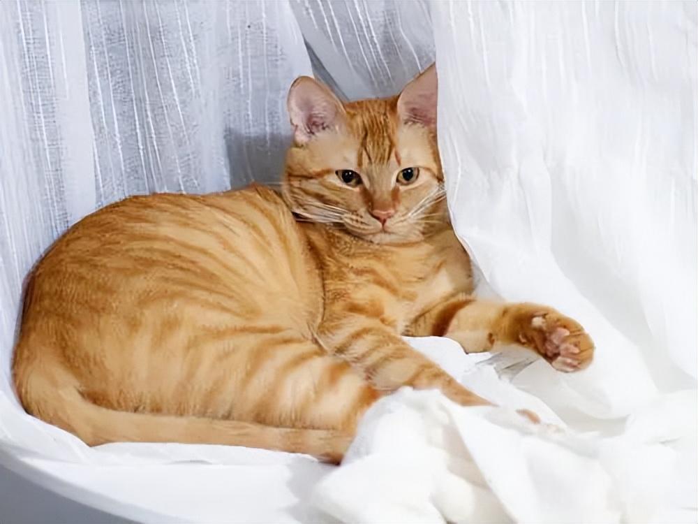 貓品種與價格，一場自然美景的探尋之旅