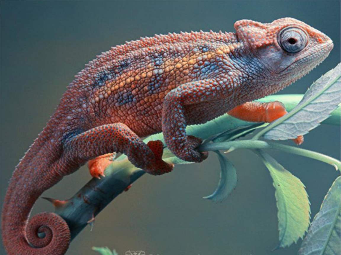 全新版變色龍，小巷中的神秘瑰寶