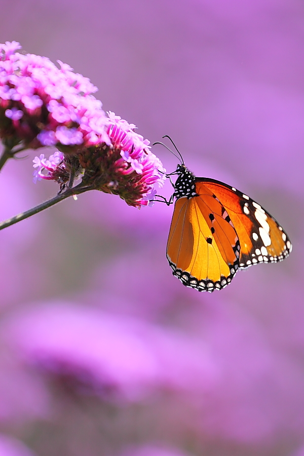 紫蝶舞動(dòng)新篇章，任務(wù)完成與技能學(xué)習(xí)指南