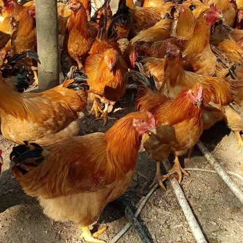 閹雞最新行情，巷弄深處的風(fēng)味秘境探索