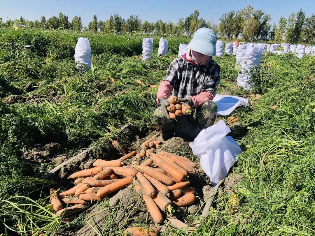 胡蘿卜最新市場價格概覽，最新市場價格指南