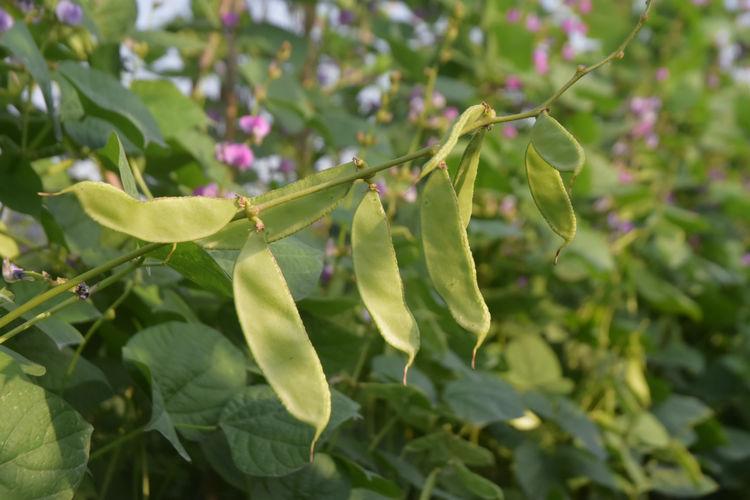 豆子行情，綠色之旅中的內(nèi)心平靜探尋