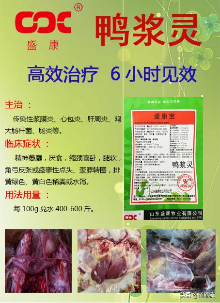 現(xiàn)在鴨苗行情詳解，選購、養(yǎng)殖與盈利的全方位指南