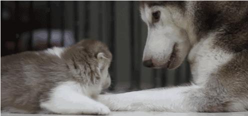 電視劇母子連心，心靈與自然的溫暖之旅