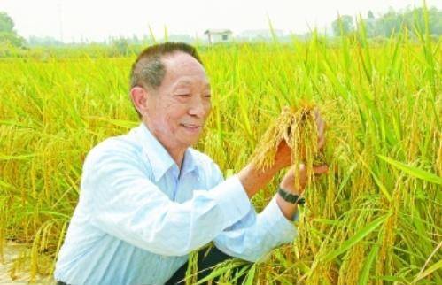 袁隆平最新科研進(jìn)展揭秘，突破性進(jìn)展引人矚目