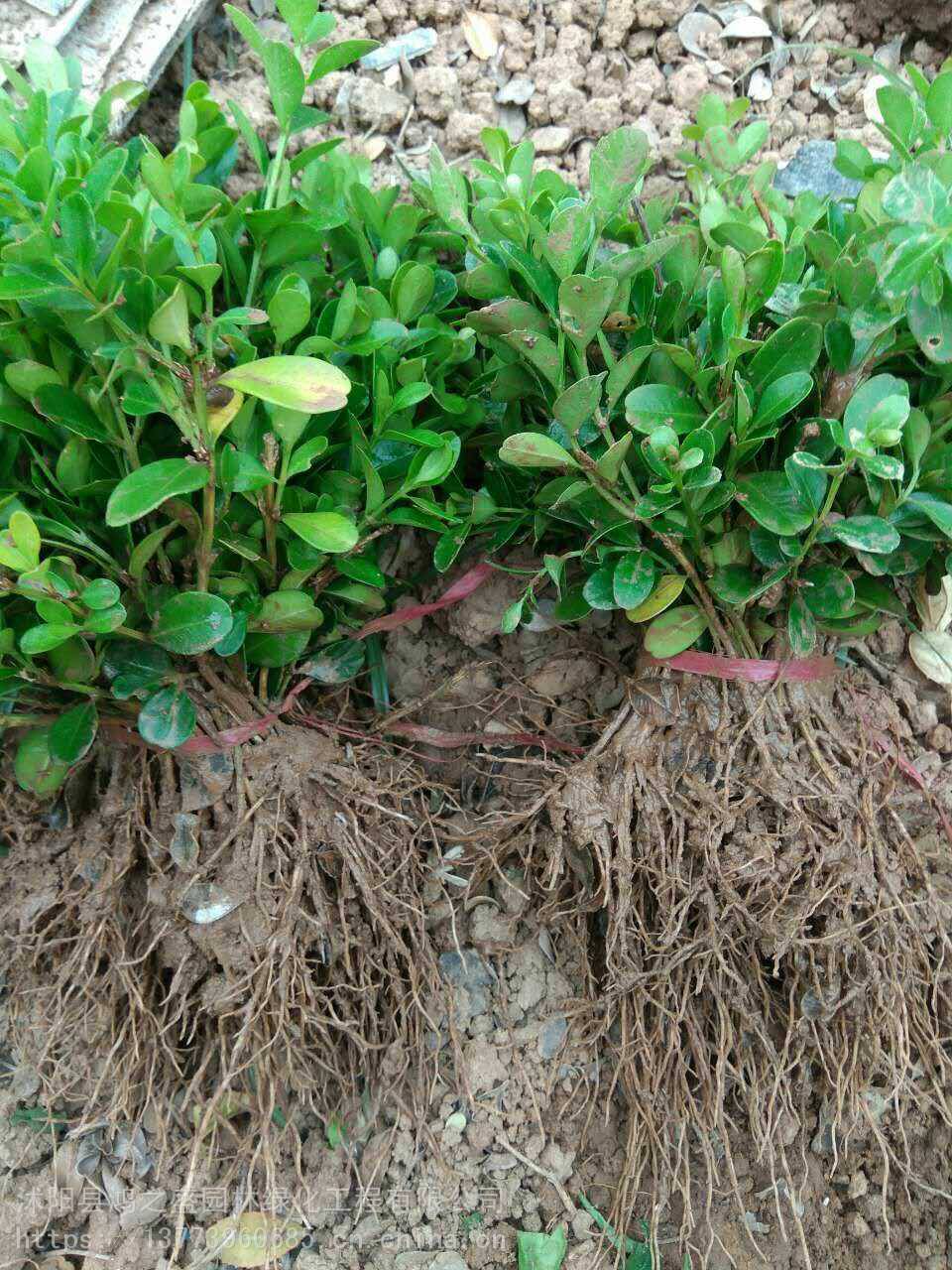 黃楊小苗價格探尋之旅，自然美景的邂逅與發(fā)現(xiàn)