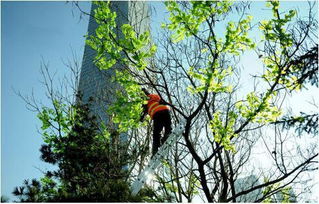 馬樹最新資訊，完成任務(wù)與學(xué)習(xí)新技能的詳細(xì)步驟指南