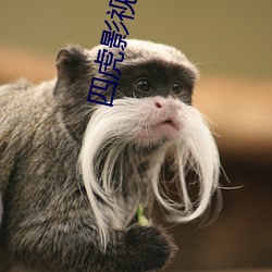 四虎影最新在線觀看，熱門影視的全新體驗(yàn)