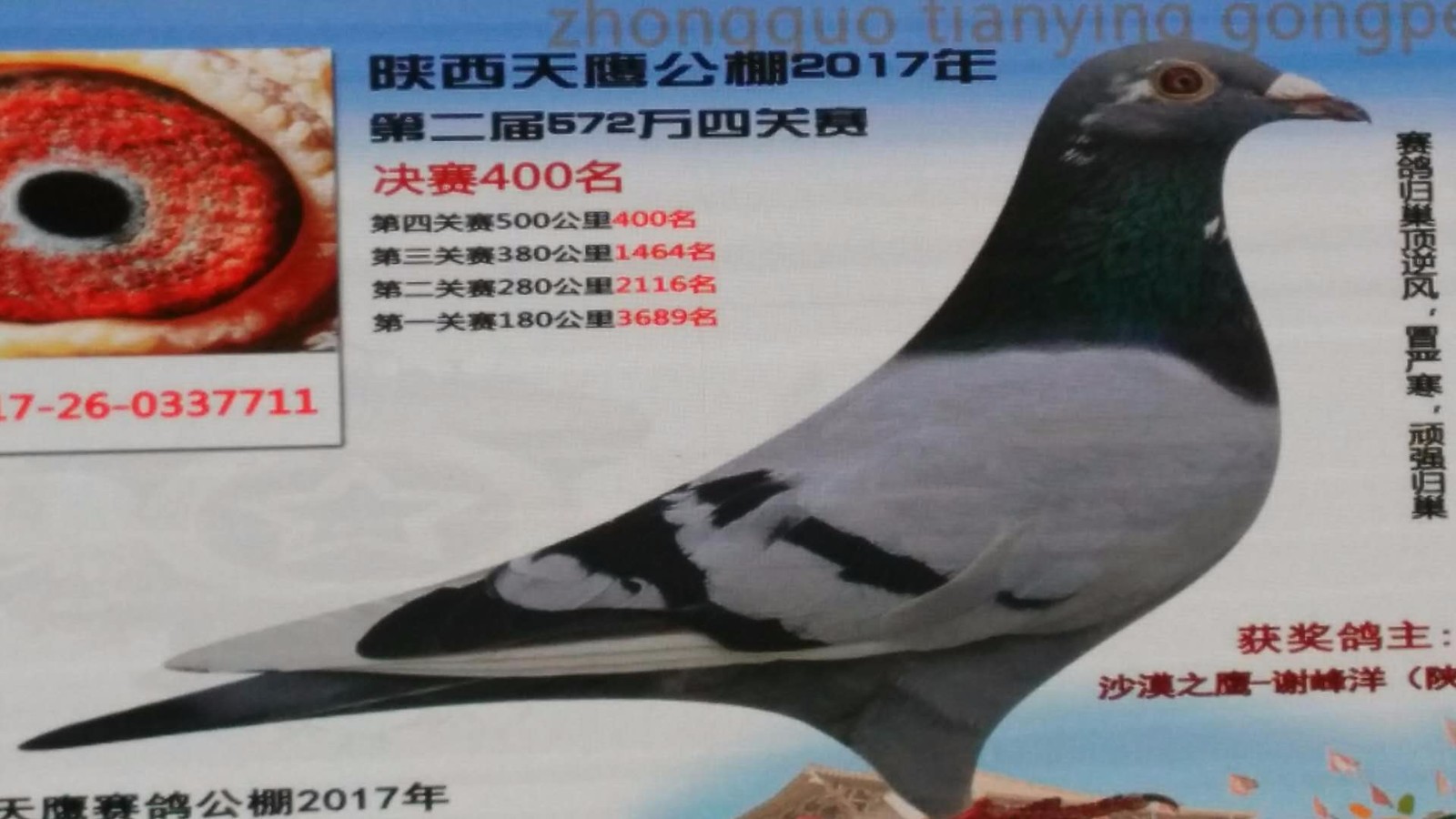 天鷹公棚歷程回顧，最新消息鑄就輝煌篇章