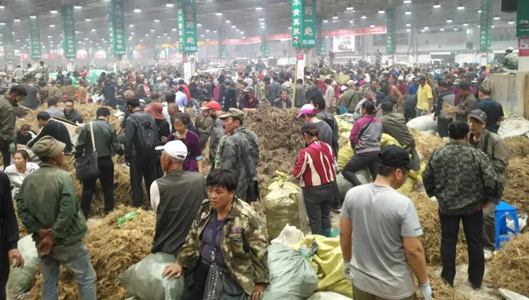 萬良人參市場最新動(dòng)態(tài)揭秘，日常奇遇與溫情紐帶