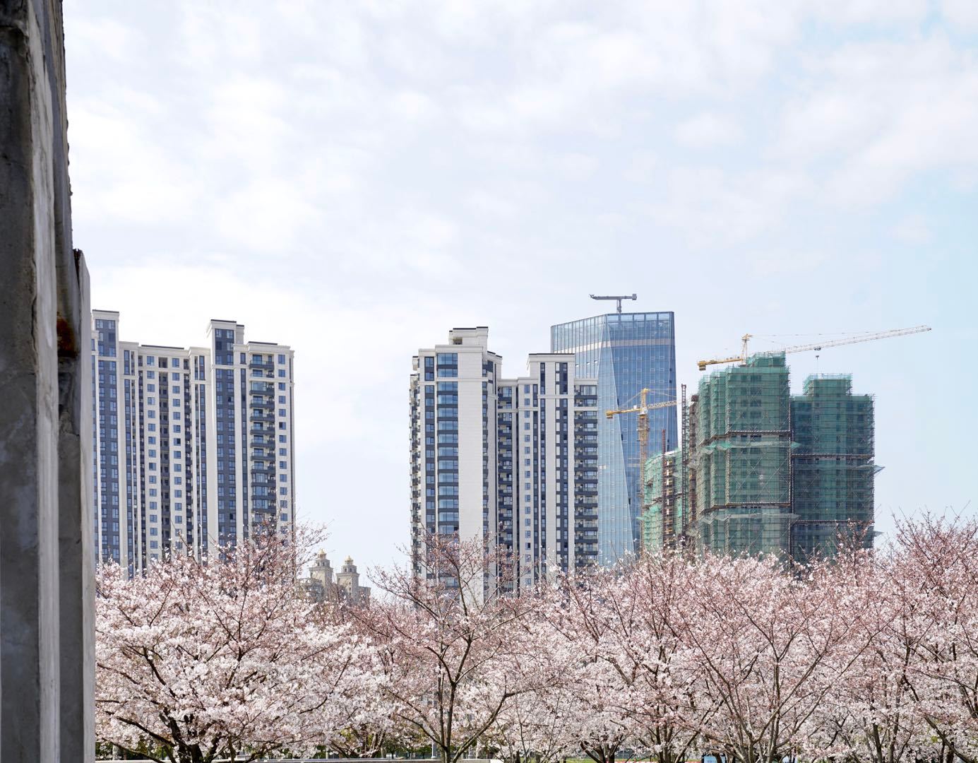 櫻花園置換最新進(jìn)展揭秘，科技重塑生活，煥發(fā)新生希望