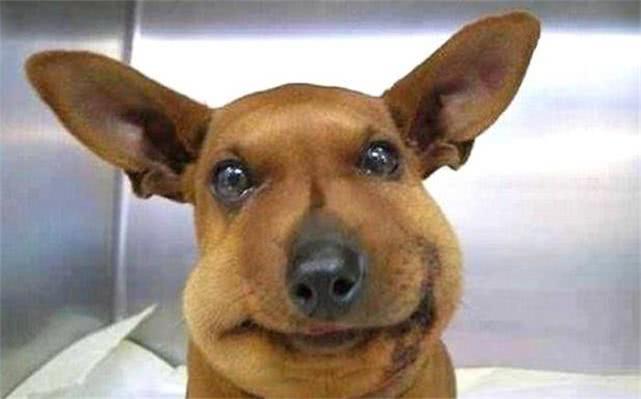 最新毒蜂，逆風(fēng)翱翔，學(xué)習(xí)鑄就自信與成就之巔