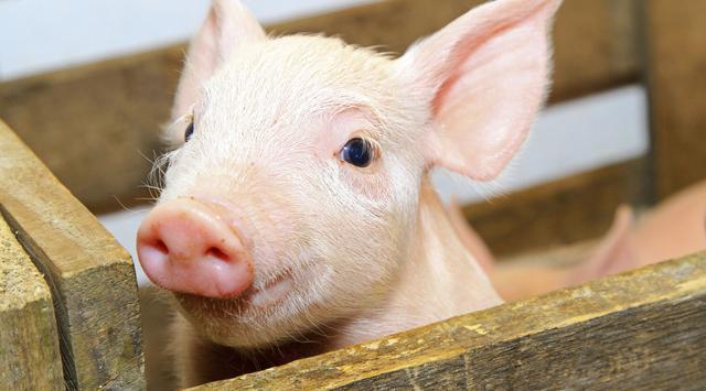 全國生豬最新行情深度解析與觀點闡述，今日市場趨勢分析