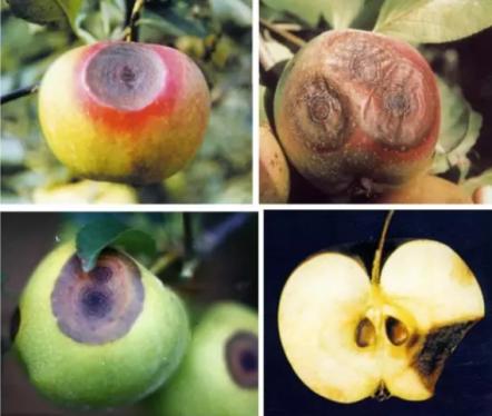 最新炭疽病治療藥物，變化、學(xué)習(xí)與信心的力量探索