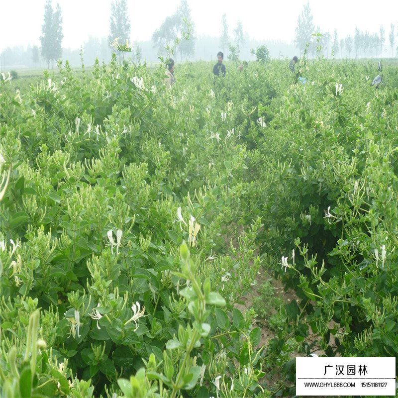 金銀花最新行情與機(jī)遇，價(jià)格變動(dòng)中的自信與成就感之源