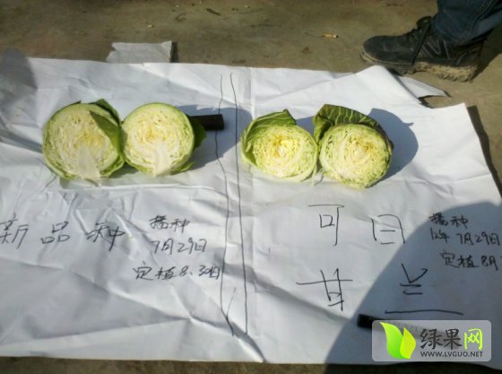 甘藍(lán)最新收購價格及獲取步驟指南