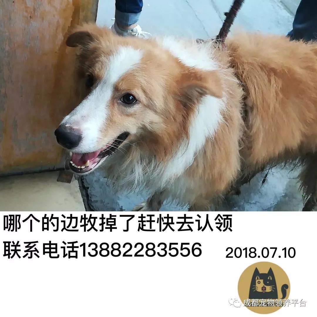 成都最新尋狗記，巷弄深處特色小店中的尋寵之旅