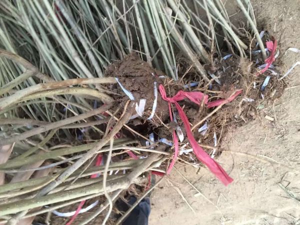 連翅最新價格深度解析，歷史背景、重要事件與地位探討