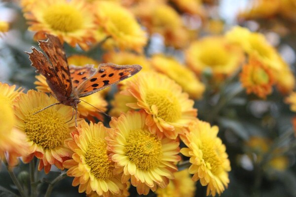 番茄最新作品，用學習之鑰，開啟自信與成就的大門