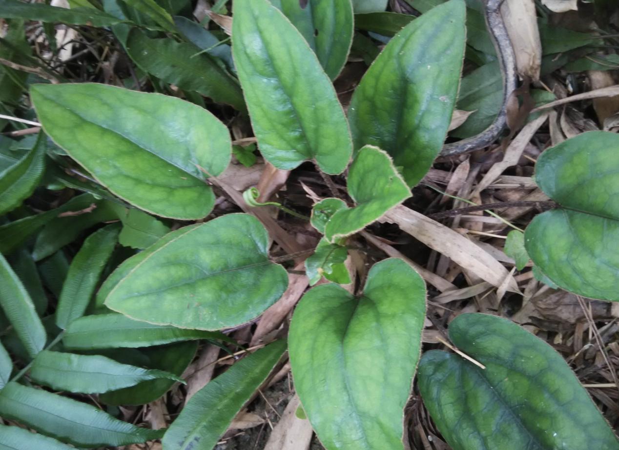 今日黃連最新價(jià)格及小巷隱秘寶藏，探尋特色小店的奇妙之旅