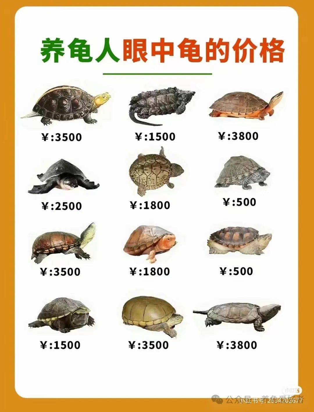 草龜最新價格及市場走勢多元觀點分析