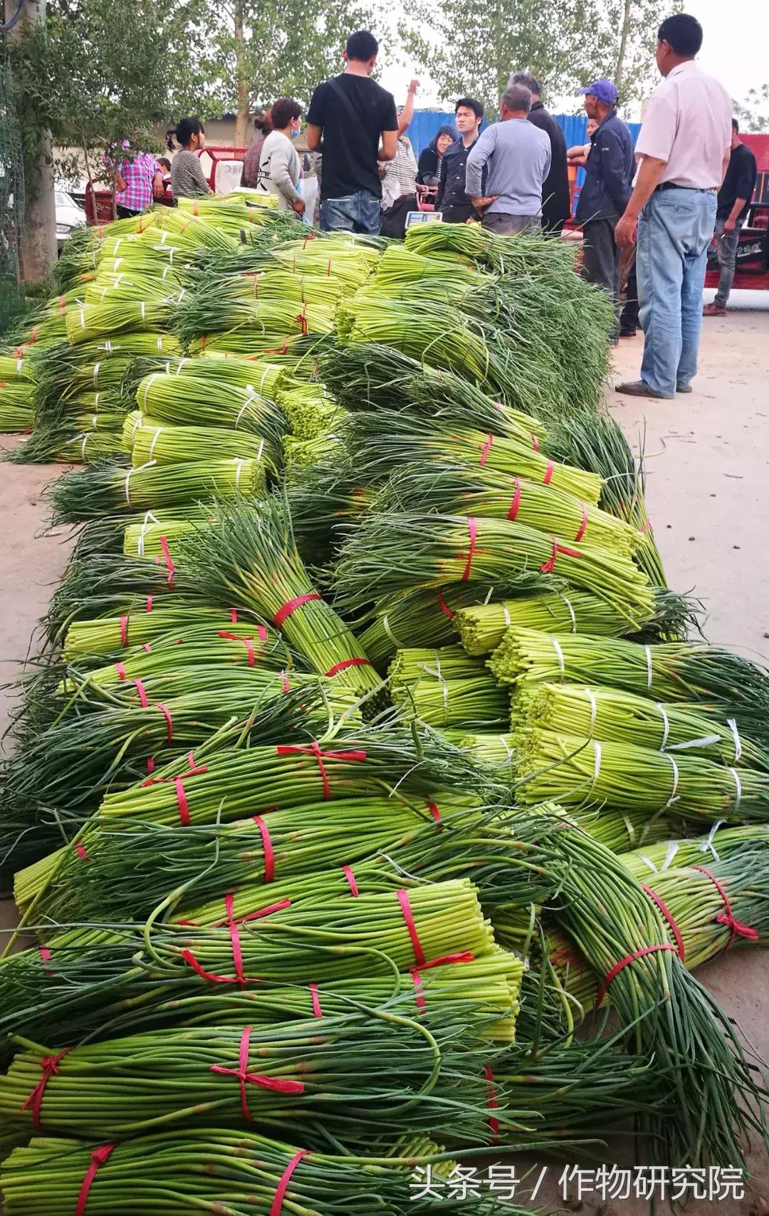 大蒜的奇妙旅程與溫馨故事，最新大蒜資訊報道