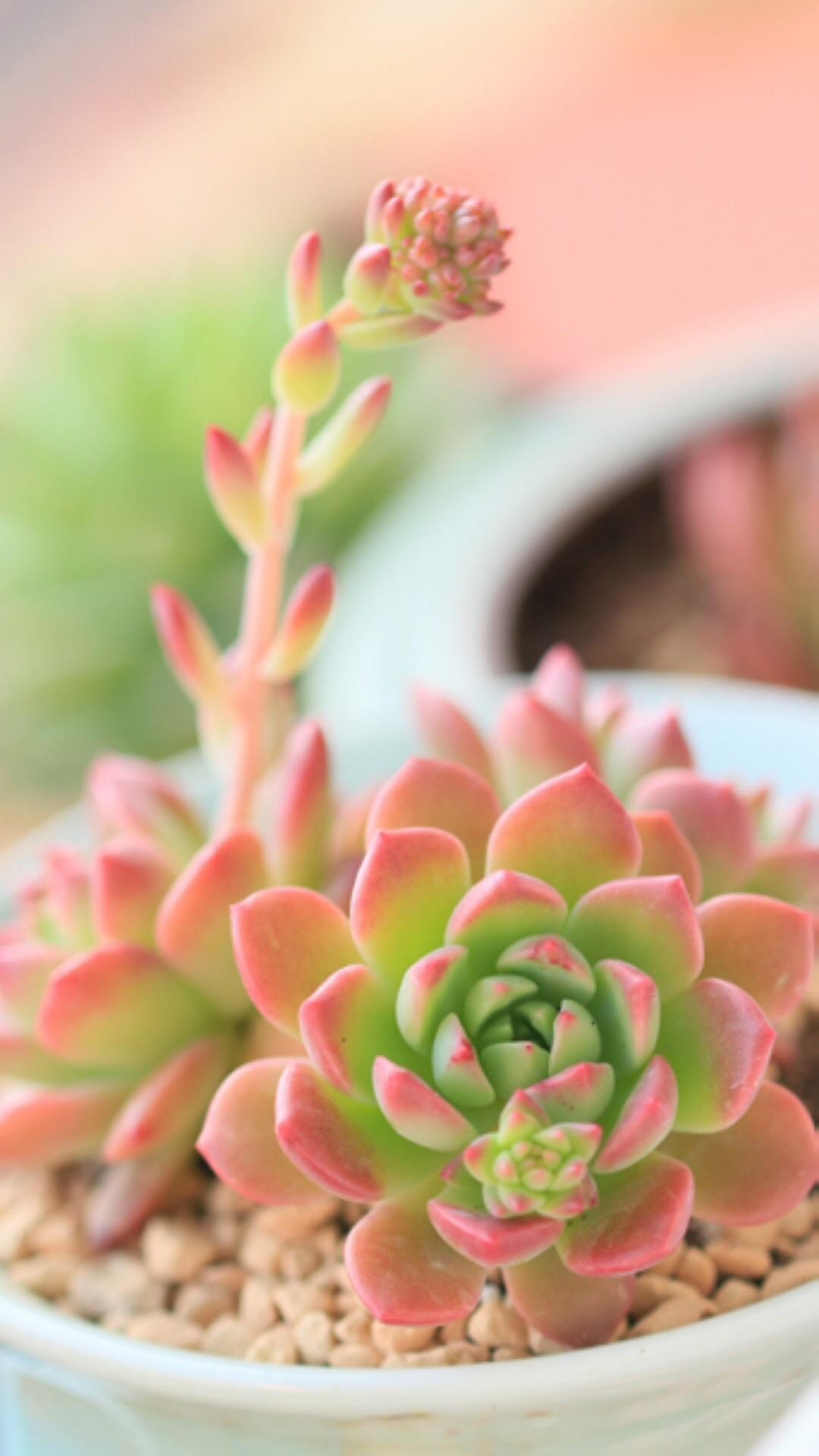 最新多肉植物，獨特的植物美學(xué)觀點探討