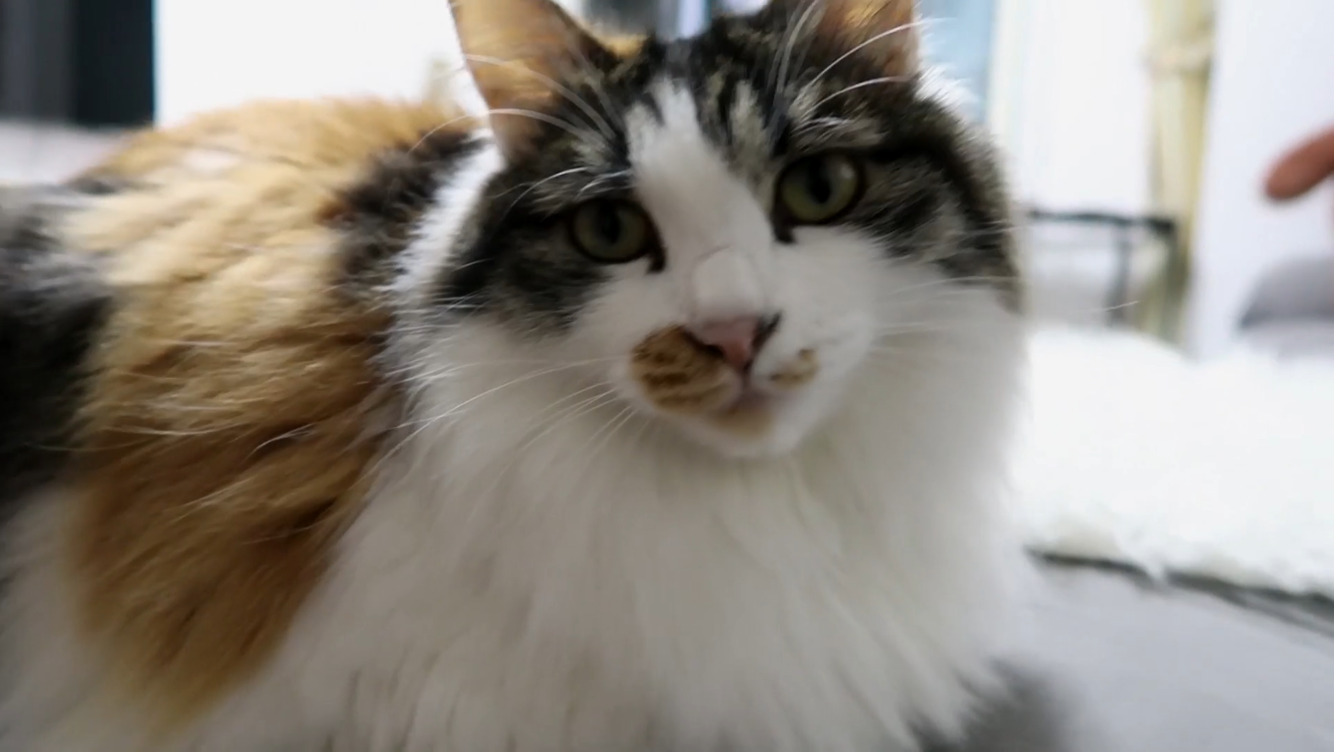 Maomi最新域名網(wǎng)站，時尚潮流的前沿引領者