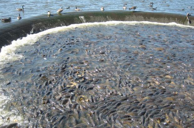 美國(guó)鯉魚(yú)成災(zāi)背后秘密揭秘，鯉魚(yú)泛濫與小巷獨(dú)特小店的故事