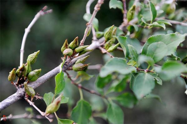 連翹最新價(jià)格走勢(shì)，機(jī)遇中的自信力量與自我成長(zhǎng)展望