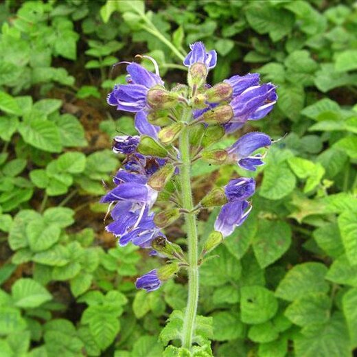 亳州丹參最新價格，市場走勢及選購指南全解析