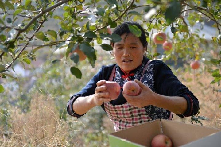沂源蘋果最新價格，綠色之旅帶來內(nèi)心的平靜