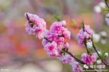 科技巔峰之作桃花開啟未來生活新紀元，最新章節(jié)預(yù)覽