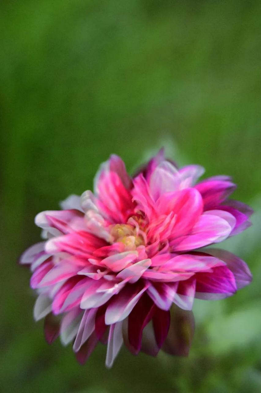 最新花舞，綻放的藝術(shù)之美欣賞