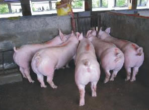 最新仔豬品種選擇與飼養(yǎng)指南，品種介紹與飼養(yǎng)步驟全解析