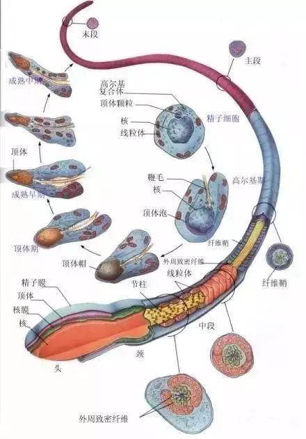 窩精子最新，小巷中的秘密風(fēng)味探索